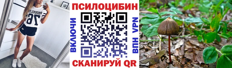 Купить где  Демидов  Галлюциногенные грибы Psilocybe 
